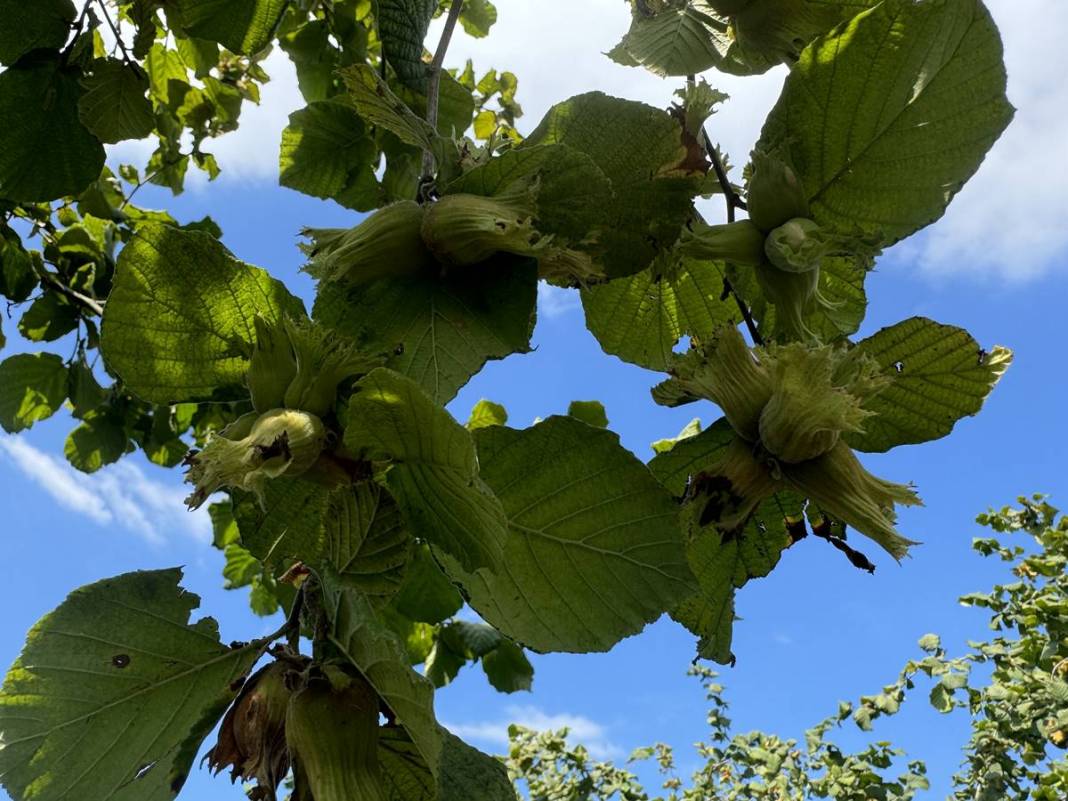 Yurt dışına tonlarca ihraç ediliyor: Hasat başladı! Fındıkta rekor rekolte bekleniyor 12